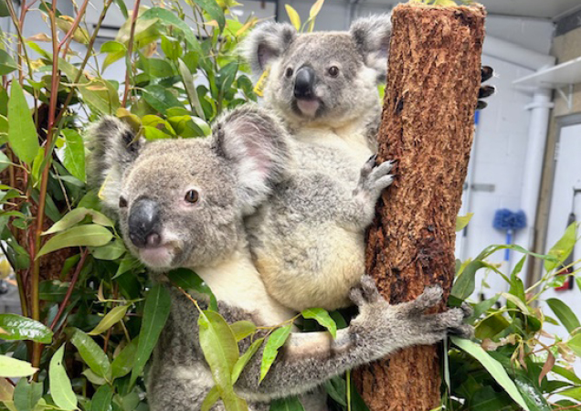 Koalas Juniper and her joey Cassida.